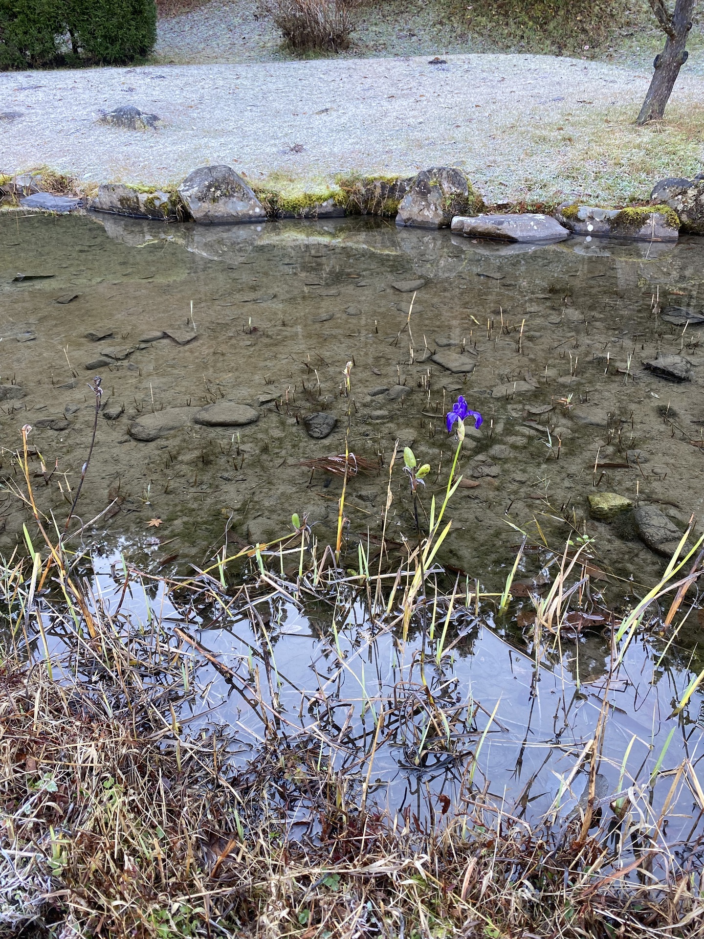 凍る花 からくれない日録